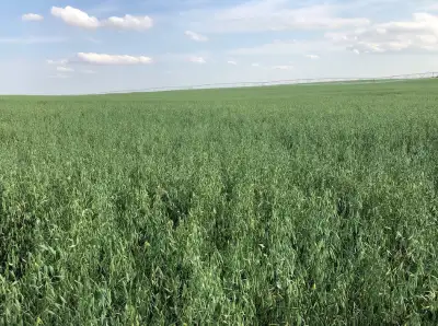 CDC Arborg Oat Very high yielding; 114%* of CDC Dancer, 107% of Morgan oat 7% over any other oat var...