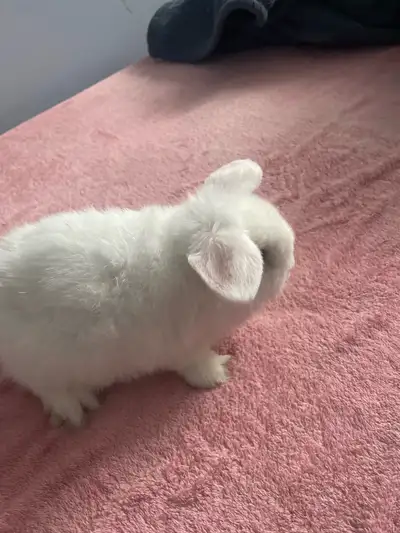  moitié prix bébé lapin mâle nain bélier de de, View more