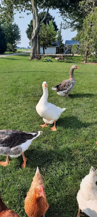 Male and female mixed Toulouse and Emden geese