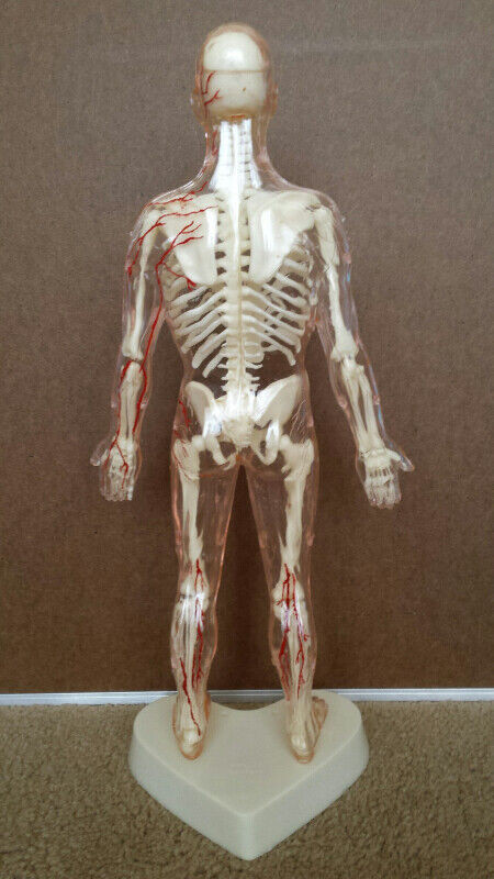 Vintage The Visible Man human body science model kit in Arts & Collectibles in Kitchener / Waterloo - Image 4