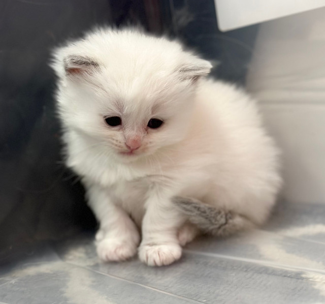 TICA registered purebred RAGDOLL kittens-1 female left! dans Chats et chatons à adopter  à Ville de Montréal