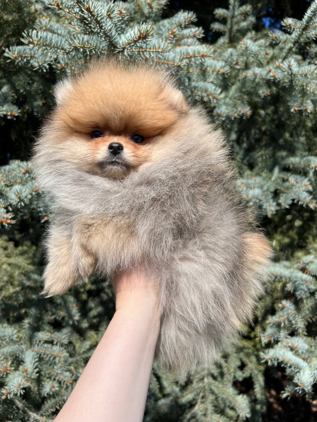 European Pomeranian girls in Teddy Bear type in Dogs & Puppies for Rehoming in Vernon