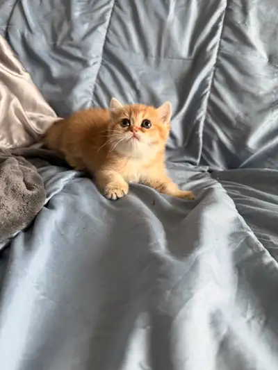 British Shorthair NY12 Kitten, View more