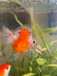 High quality calico Ryukin fancy goldfish