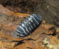 Zebra Isopods (armadillidium maculatum ) for sale or trade