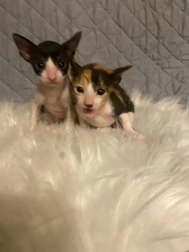 Cornish Rex Kittens in Cats & Kittens for Rehoming in Cape Breton - Image 3