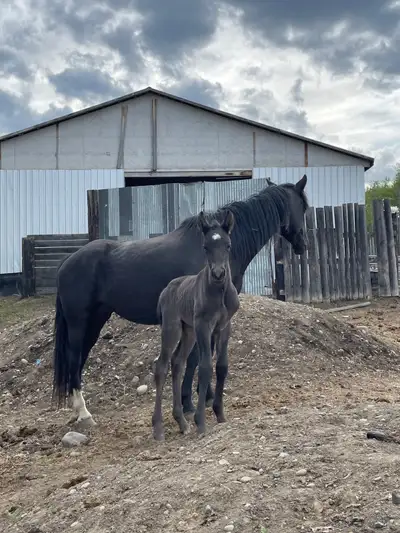 mare and foal, View more