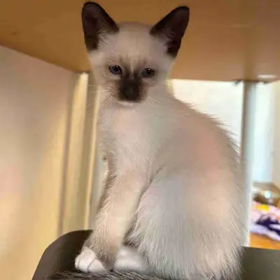 siamese snowshoe kitten for sale. Super active and always playing.