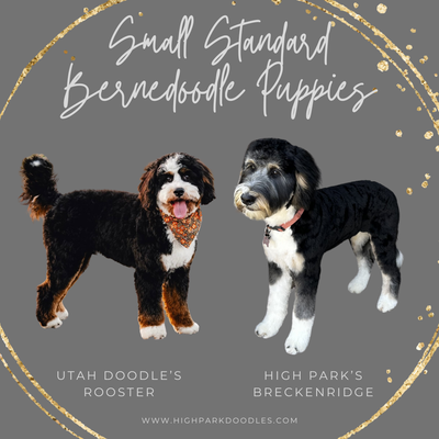 Reserve your tricolor Mini Bernedoodle Puppy today!, View more