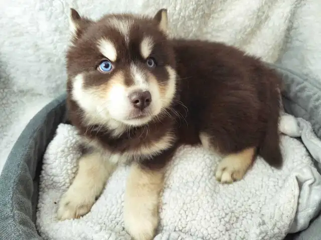 F4 Pomsky Puppies! Ready Now!! in Dogs & Puppies for Rehoming in Norfolk County - Image 8