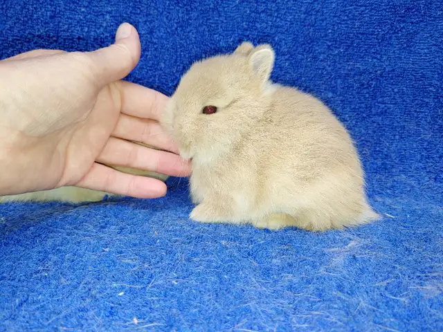 EXTRAORDINARY BABY BLUE-EYED WHITE NETHERLAND DWARF BUNNY RABBIT in Small Animals for Rehoming in City of Toronto - Image 3