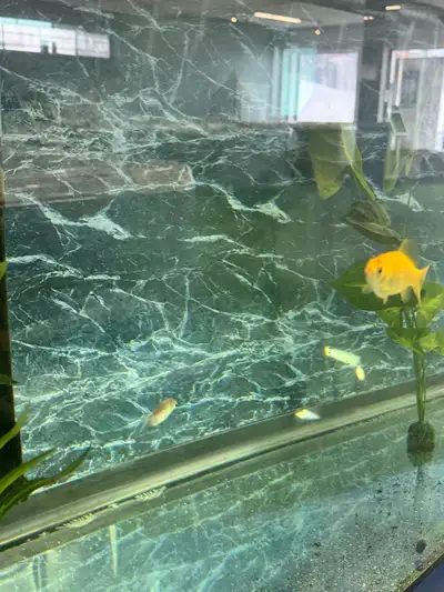 4 fish need home aspa, View more