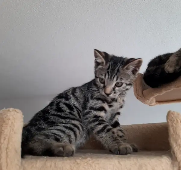 Supers Bengals in Cats & Kittens for Rehoming in City of Montréal - Image 5