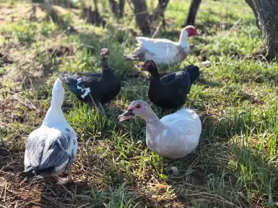 Muscovy ducklings! Should have ducklings in the next few weeks from 3 different mamas. If you're int...