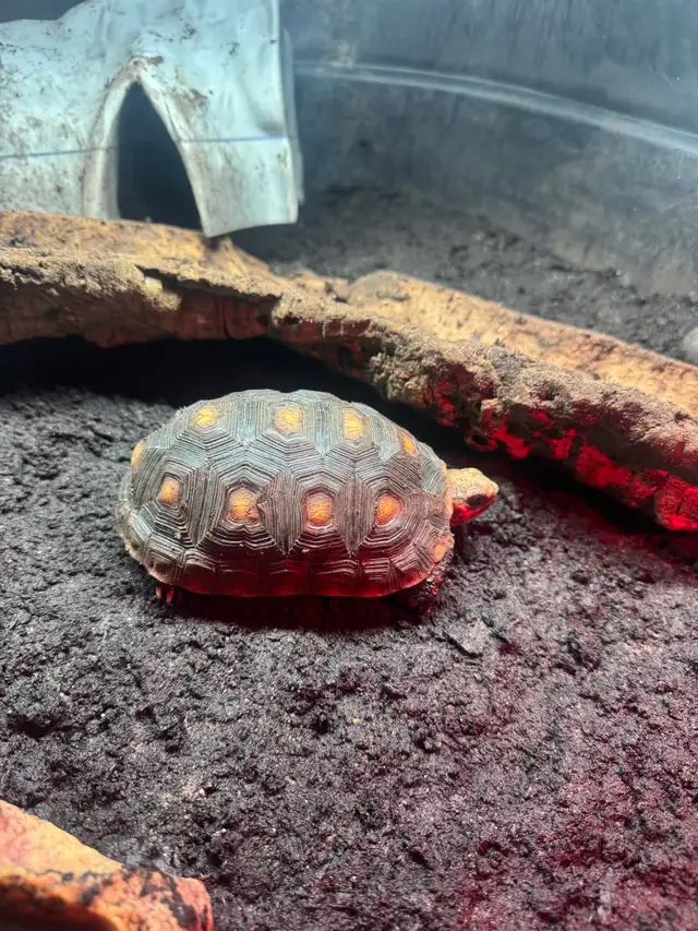 Red Foot/cherry head tortoise in Reptiles & Amphibians for Rehoming in Kawartha Lakes - Image 3
