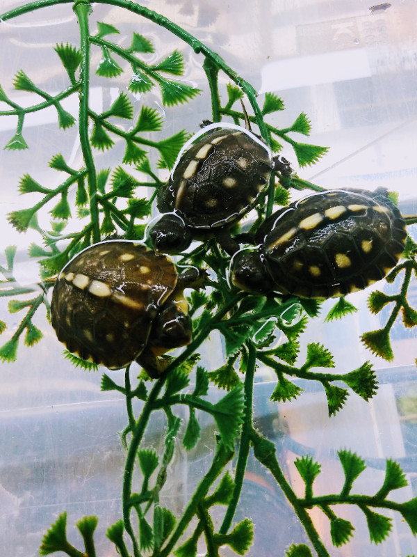 Gulf coast box turtle trio dans Reptiles et amphibiens à adopter  à Ouest de l’Île - Image 3