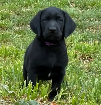 Black Lab Puppy, View more