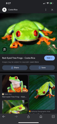 Red eye tree frog