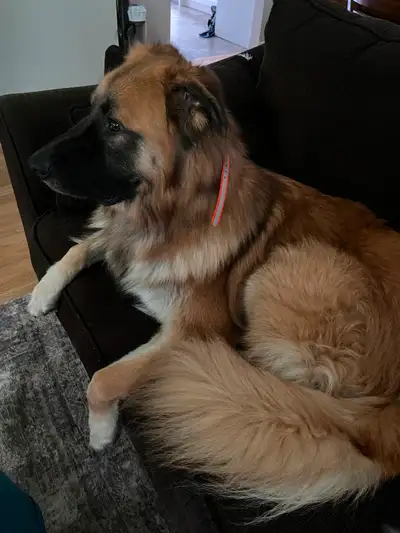 3 year old Shepherd and Great Pyrenees mix. He is looking for a loving home with an owner who is con...
