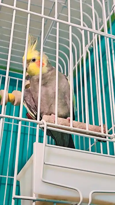 Cockatiel, View more