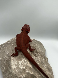NEW DARK RED BEARDED DRAGONS AVAIL ON SITE !!