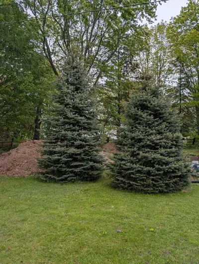 two blue spruce trees, View more