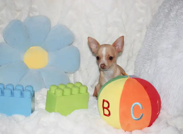 VENDU Chihuahua❤Mâle Blond ❤️Protection100%.Garantie in Dogs & Puppies for Rehoming in Laval / North Shore - Image 6