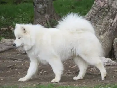 Belle chienne Samoyède!Beautiful female Samoyed!, View more
