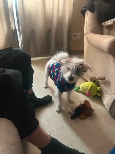 Chinese crested mix, has his shots.