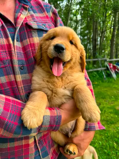 Purebred High Quality Golden Retriever Puppies for Sale, View more