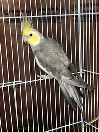 Cockatiels Pairs (PROVEN) with Cages and Accessories
