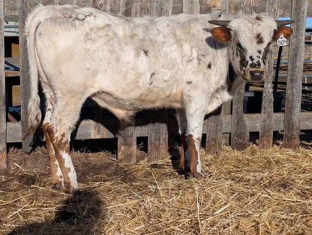 Texas Longhorn Bulls in Livestock in Moose Jaw - Image 2