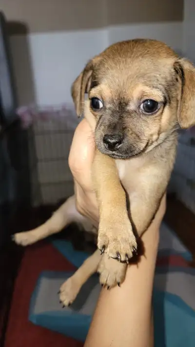 Deer head chihuahua puppies, View more