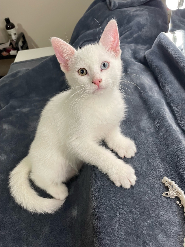 Chatons à ladoption dans Chats et chatons à adopter  à Lanaudière
