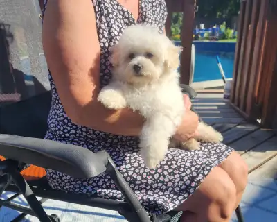 Adorable Maltipoo Puppy!, View more