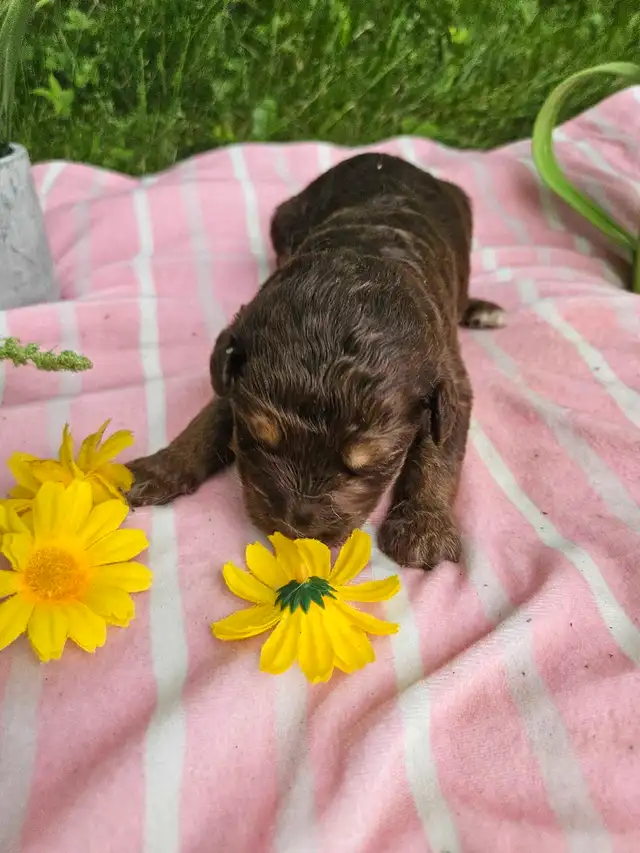 Goldendoodle F2B et Aussiedoodle F1 in Dogs & Puppies for Rehoming in City of Montréal - Image 9