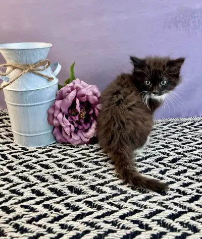 Purebred Maine Coon Kitten for Sale, View more