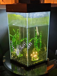 Fish tank and fish
