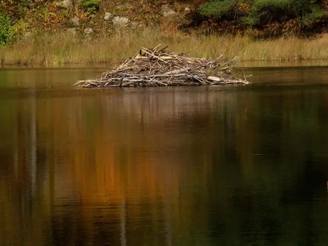 cottage on private lake with safe sandy beach in Quebec in Canada - Image 6