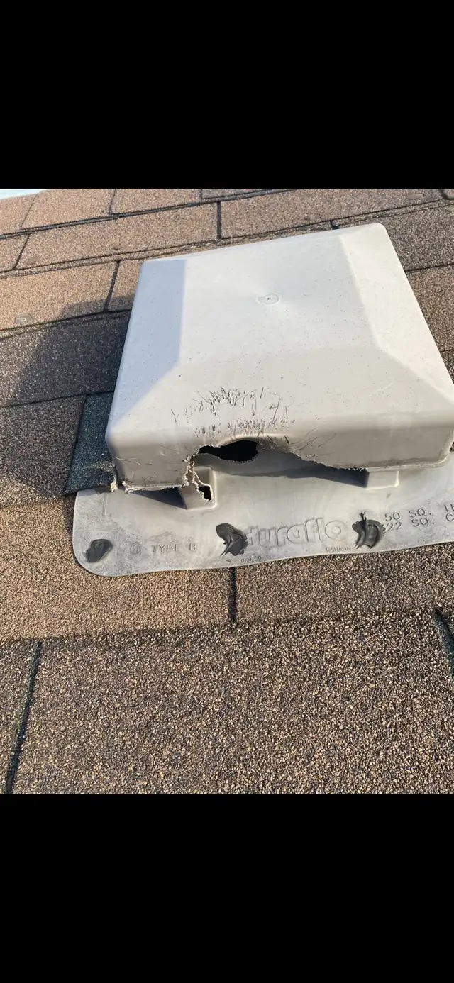 Animal Removal Brampton Mississauga in Other in Mississauga / Peel Region - Image 4