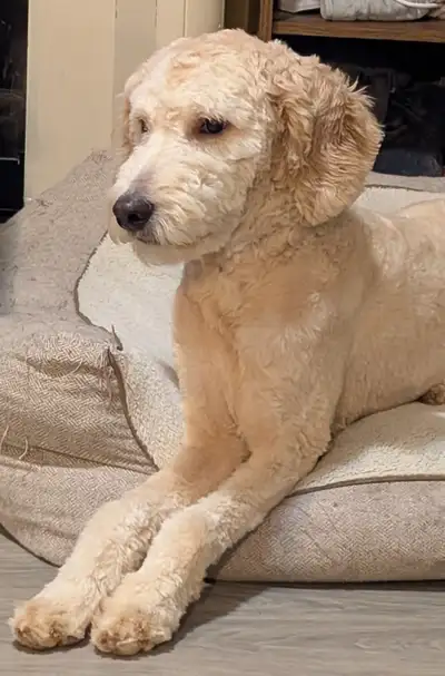 9 month old male golden doodle to re-home, View more