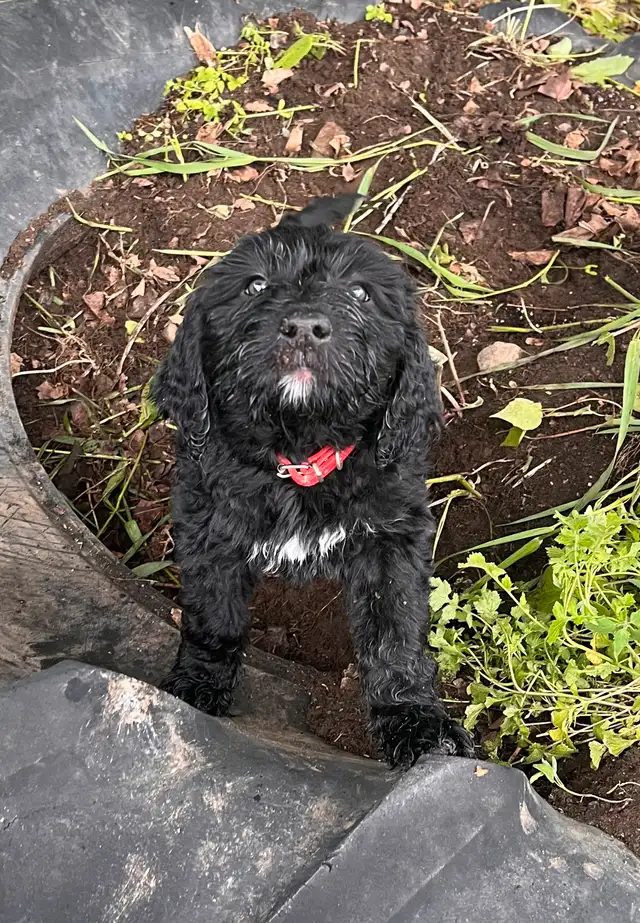 Goldendoodle in Dogs & Puppies for Rehoming in Sherbrooke - Image 8