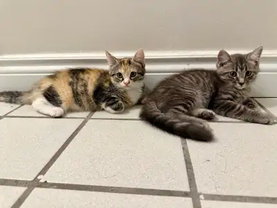 Persian and tabby mix kittens, View more