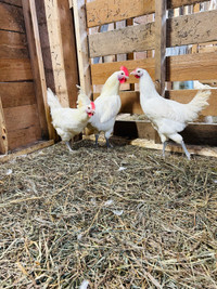 Mature Bresse Roosters for sale or trade