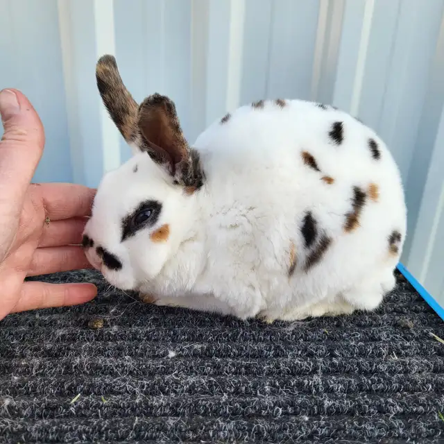 EXTRAORDINARY MINI REX BABY RABBITS in Small Animals for Rehoming in Ottawa - Image 6