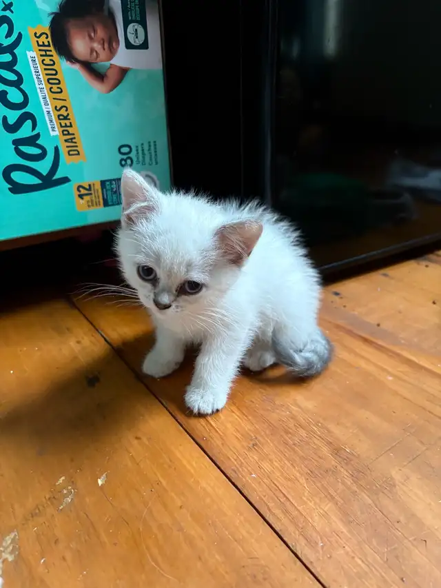 Adorable Colour Point Scottish Fold Kittens in Cats & Kittens for Rehoming in Oakville / Halton Region - Image 7