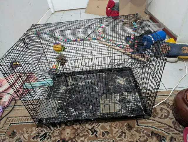 large cage for birds  in Birds for Rehoming in Delta/Surrey/Langley - Image 5