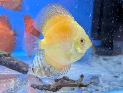 Yellow Panda Discus, View more