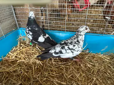 pigeon racing , View more