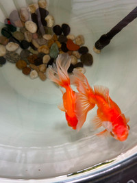 Two Goldfish and Fish Tank